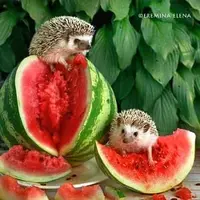 d6bd047116c2c69fd6f5d36a4f044783.webp