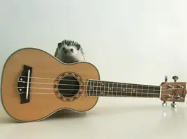 rick_the_hedgehog_44267054_324245461640856_7203326830840105050_n.webp