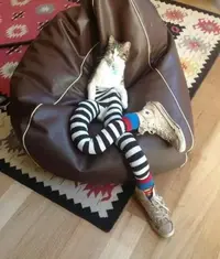 cats-in-tights_4.webp