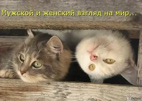 1381924249_999397772-1.webp