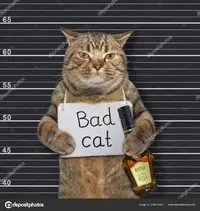 depositphotos_328414052-stock-photo-cat-with-sign-and-rum.webp