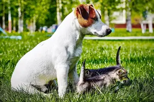_MG_318111 - копирование.webp