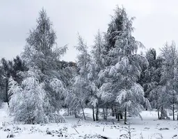 045C2308-D8FA-4E46-8EA3-5C7FA8141A1E.webp
