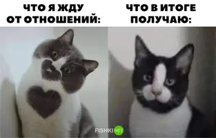 PccGKCzWrVY.webp