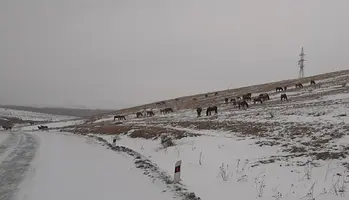 20210224_091015.webp