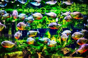 153100400_444230273365650_5004831272568804825_o.webp