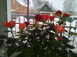 tmp-cam--1533550345.webp