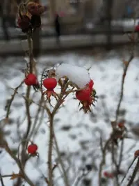 IMG_20201122_115934.webp