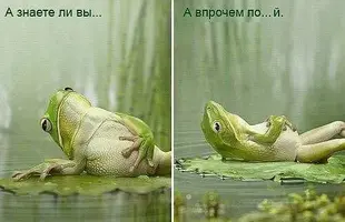 лягушка3.webp