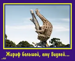 255823626_38c5f9e14cf3c15377b03ca726d40fe6_800.webp