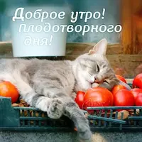 Красивые-картинки-с-добрым-утром-в-среду-26-открыток-4.webp