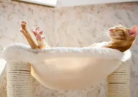 cats-worshiping-sun-12.webp