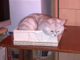 мила в коробке.webp