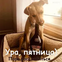 dobroe-utro-kartinki-patnica-prikolnye.webp