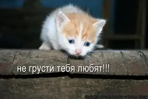 m2.webp