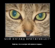 Y.webp
