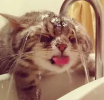 1422889615_cat-loves-water-bath-30__605.webp