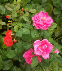 IMG_20210420_163858.webp