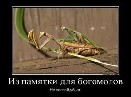 original (4).webp