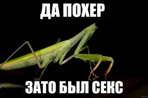 1440688274_2051289080.webp