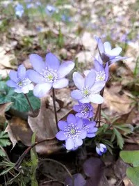 IMG_20210425_193559.webp