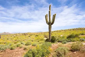 depositphotos_7638297-stock-photo-springtime-in-the-desert.webp