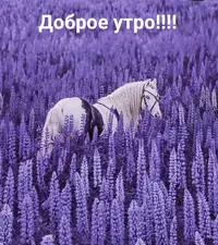 IMG_20210501_072231.webp