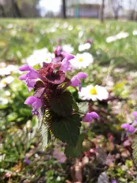 IMG_20210501_074411.webp