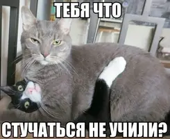 IMG-f1e6a557ed3bba3db915faa2a87d69c5-V.webp