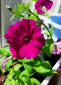 Screenshot_20210508-104530_Gallery.webp