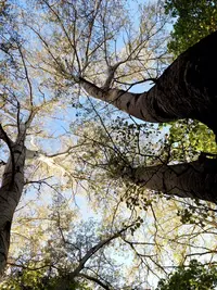 Screenshot_20210513-120132_Gallery.webp