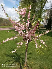 IMG_20210514_143751_compress1.webp