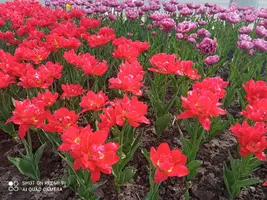 IMG_20210514_143929_compress71.webp