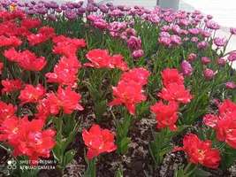IMG_20210514_143925_compress59.webp