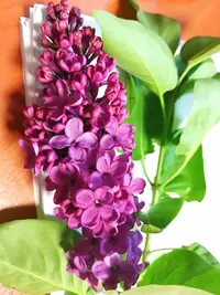 IMG_20210515_150357.webp