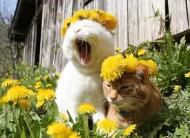 07f7b9ab9b78336b65dcdd2151019bb9.webp