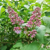 IMG_20210516_121953.webp