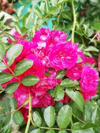 IMG_20200801_085910.webp