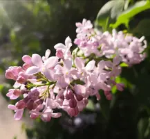 IMG_20210517_165630.webp