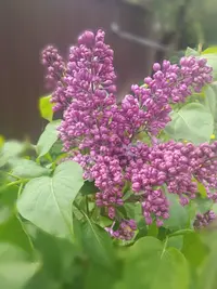 Lumii_20210518_193747925_compress99.webp