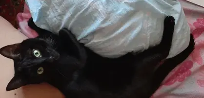 Screenshot_20210521-192413_Gallery.webp