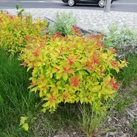 IMG_20210524_115342.webp