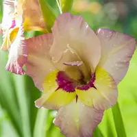 24.webp