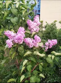 Screenshot_20210524_210120.webp