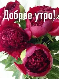 d5bb1b33d7ed86bc3e7209b8aa641872.webp