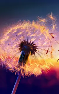 Closeup_Sunrises_and_sunsets_Dandelions_536172_1200x1920.webp