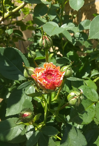IMG_20210527_114717.webp