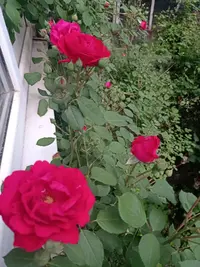 IMG20210527142503.webp