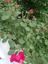 IMG20210527142508.webp