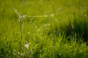 _DSC9613.webp